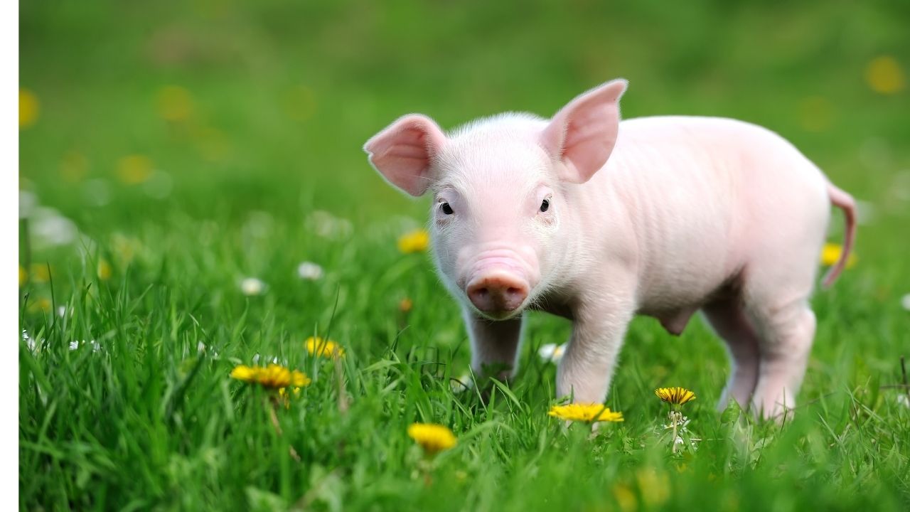 Genomitutkimukset paljastavat, kuinka ihmiset kuljettivat sikoja Tyynenmeren yli 50 000 vuotta sitten.